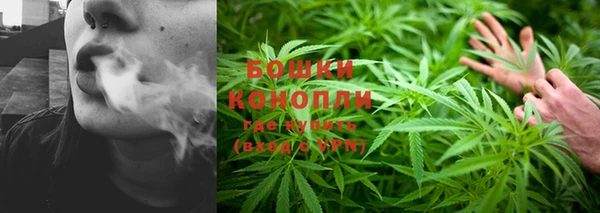прущие грибы Абинск
